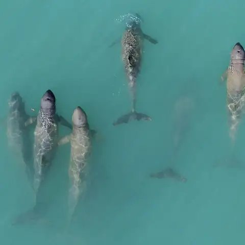 snubfin dolphin eco cruise