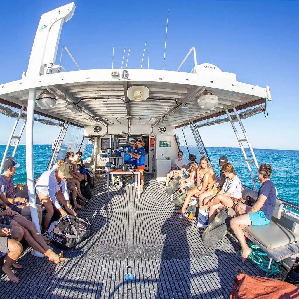 Whale Shark Tours Exmouth Ningaloo Tours Backpacker Deals