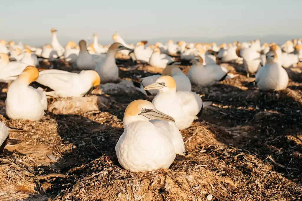 Hawke's Bay Gannet Tour
