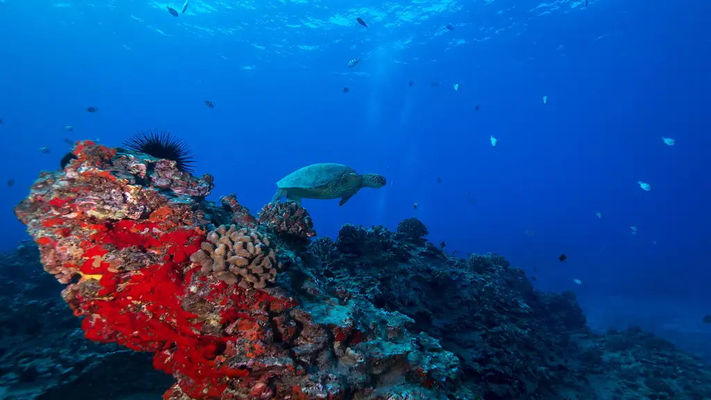 Shallow Reefs Dive Tour