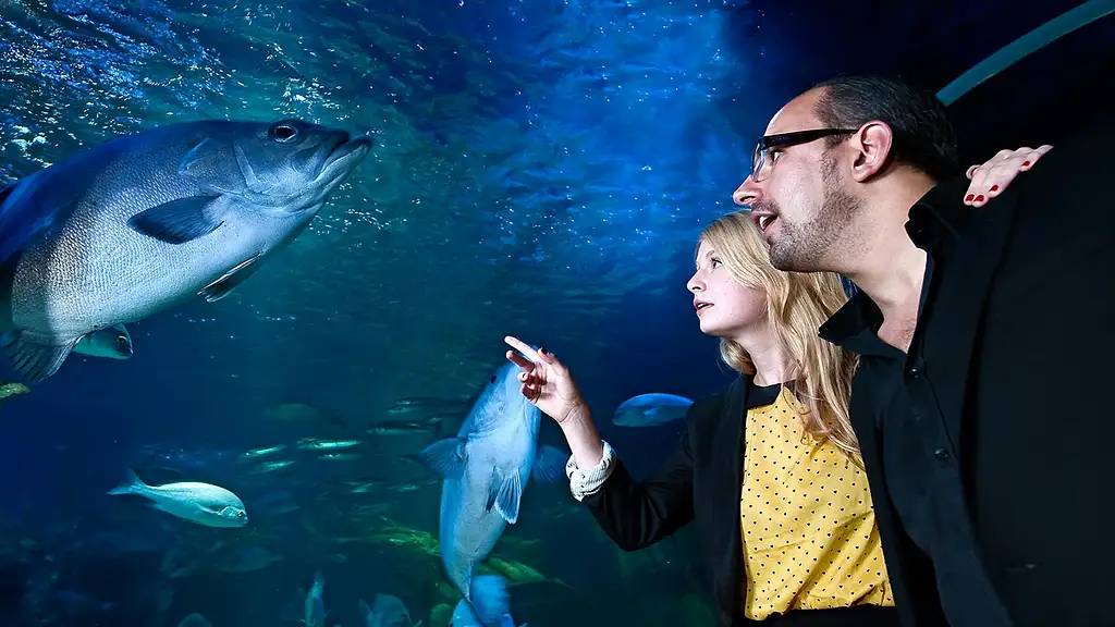 Madame Tussauds and Sea Life Berlin | Combo Ticket
