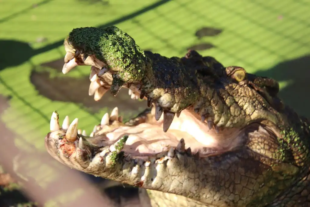 Broome 3-in-1 Tour | Matso's Broome Brewery | Broome Museum | Malcolm Douglas Crocodile Feeding Tour