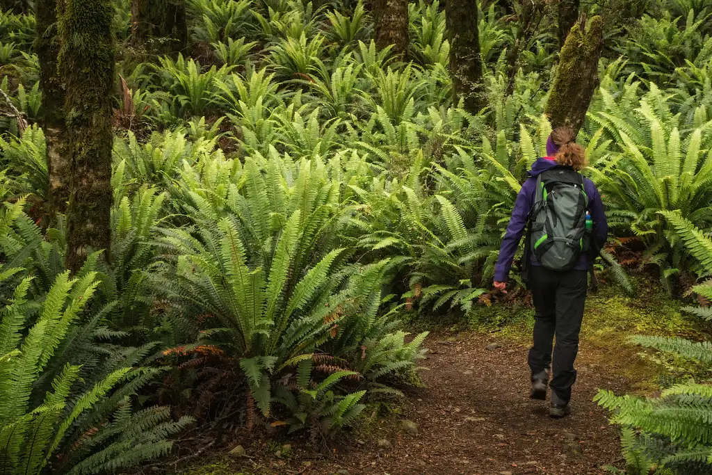 3 Day Fiordland Great Walk Package | 3 Hikes from Te Anau