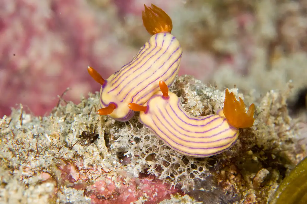 Muiron Island Dive and Snorkel Tour