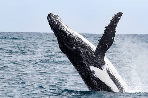 humpback-whale-tour-Australia