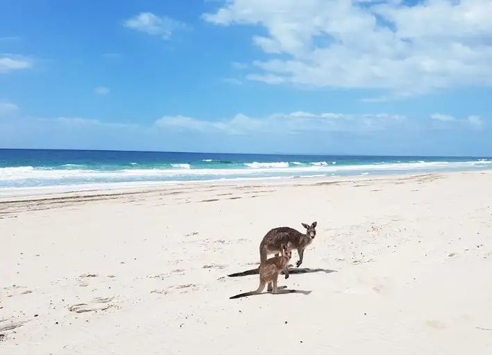 Bribie Island 4WD Adventure Tour | Brisbane