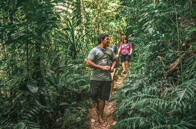 Full Day Or Half Day Daintree Rainforest Walkabout