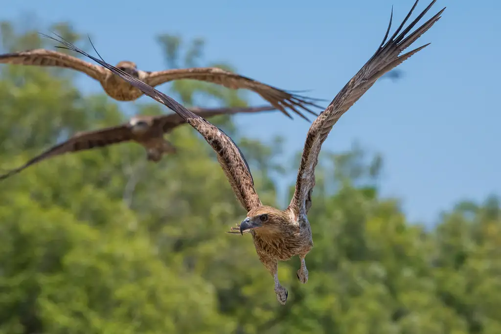 Territory Wildlife Park Entry & Day Tour | Lunch Included