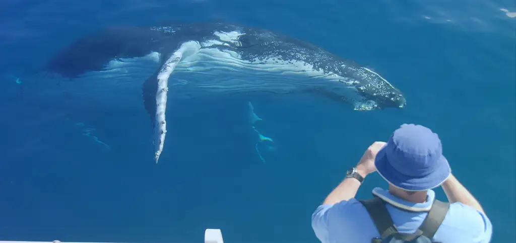 Exclusive Hervey Bay Whale Watching Encounter