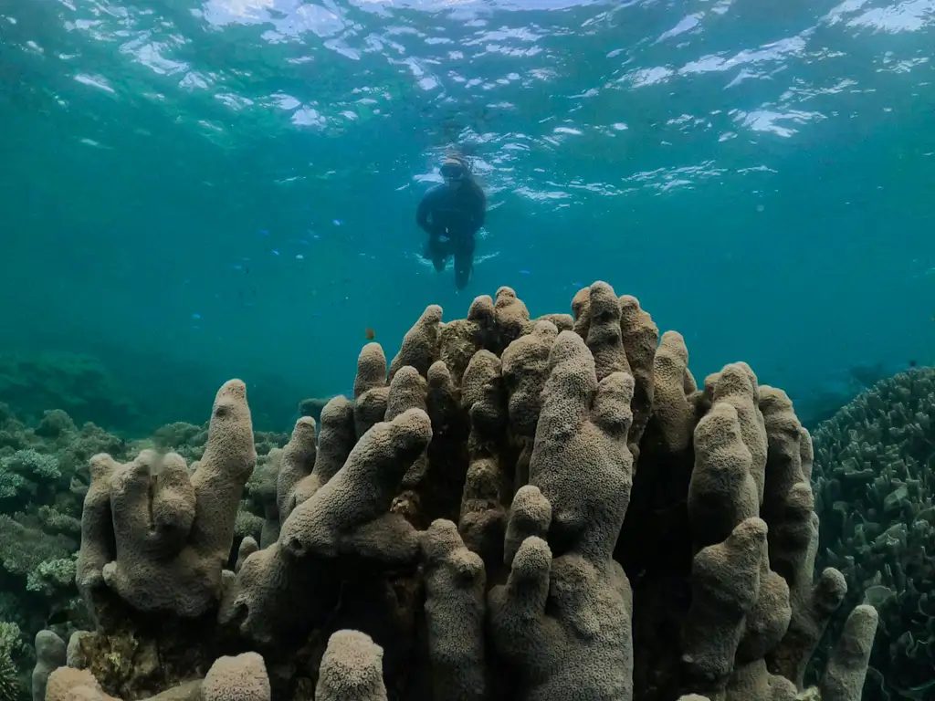 Coral By Kayak | Exmouth