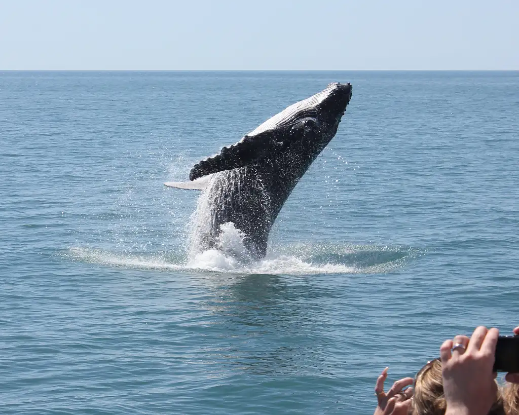 Freedom Premium 3/4 Day Whale Watch Cruise - spend more time with the whales