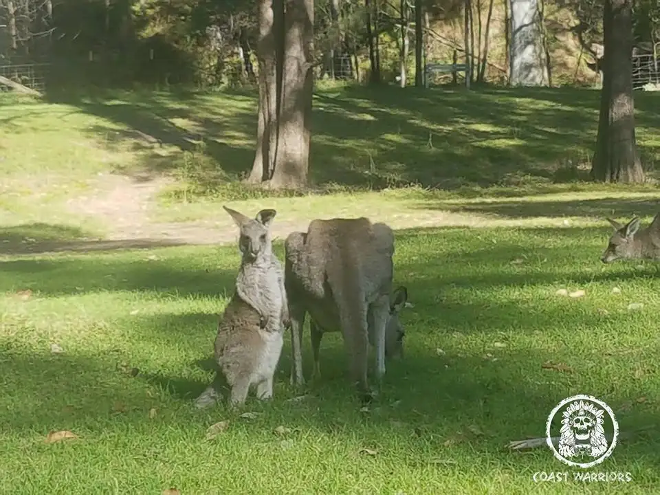 Blue Mountains Day Trip With Aussie BBQ