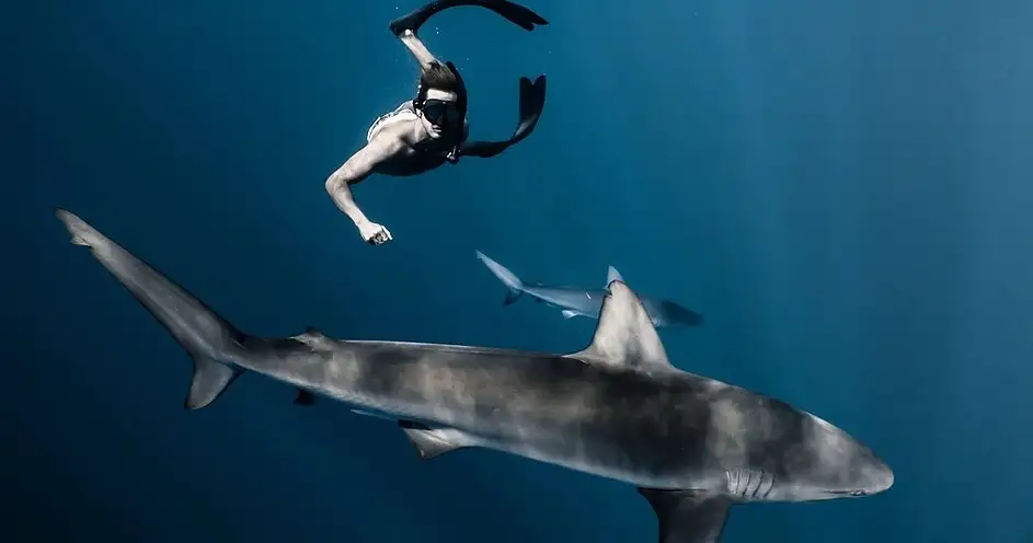 Freedive/Snorkel with Sharks Eco Tour (Cage free) - Oahu