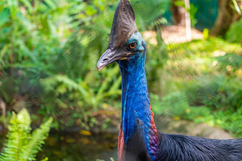 Things To Do Daintree