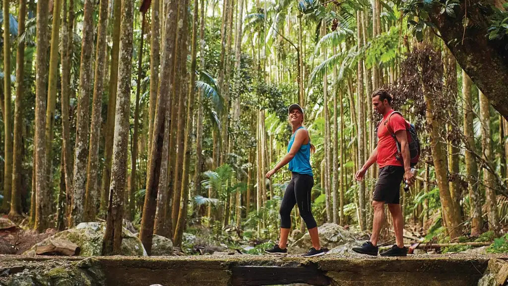 Mt Tamborine Hop on Hop Off Bus | From Brisbane or Gold Coast