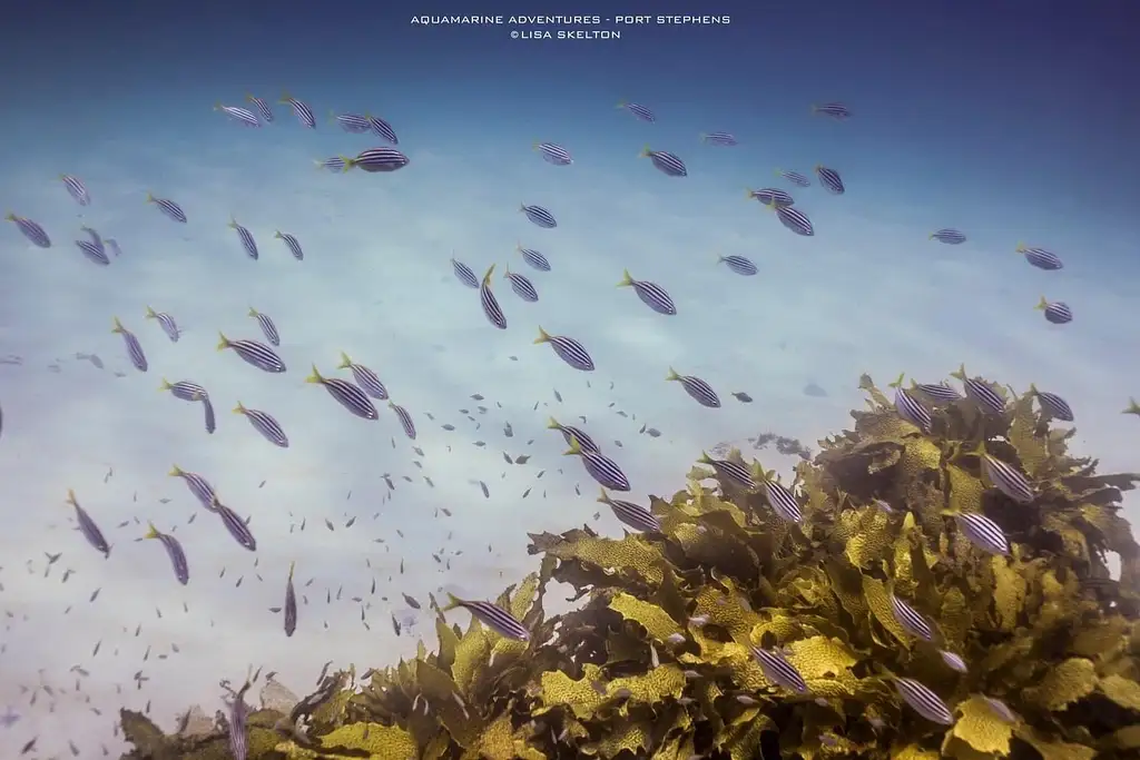 Port Stephens Island Snorkelling Adventure