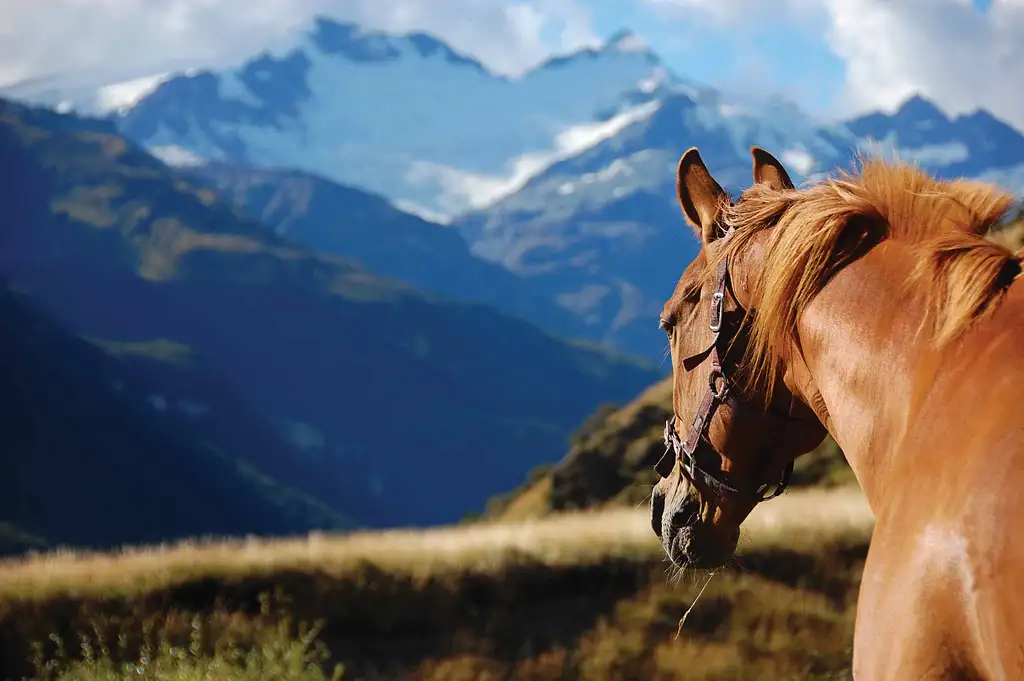 10 Day Southern Pioneer Tour | Christchurch to Christchurch | Haka Tours
