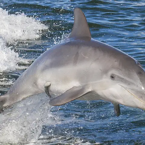 dolphin spotting noosa