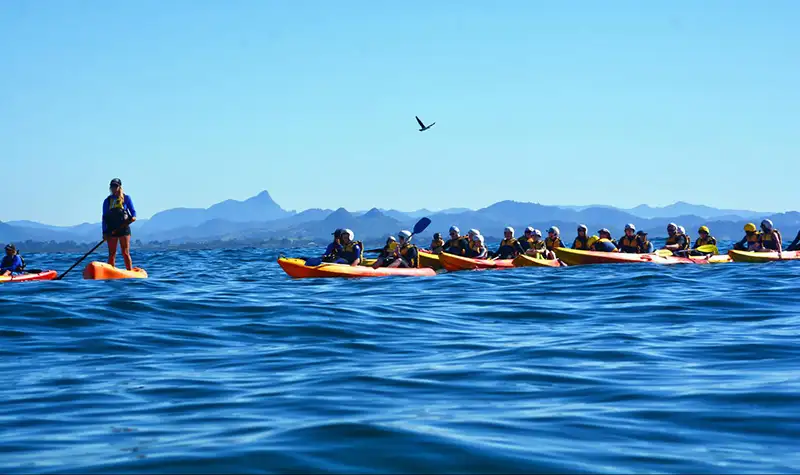 Byron Bay Dolphin Sea Kayak Tour