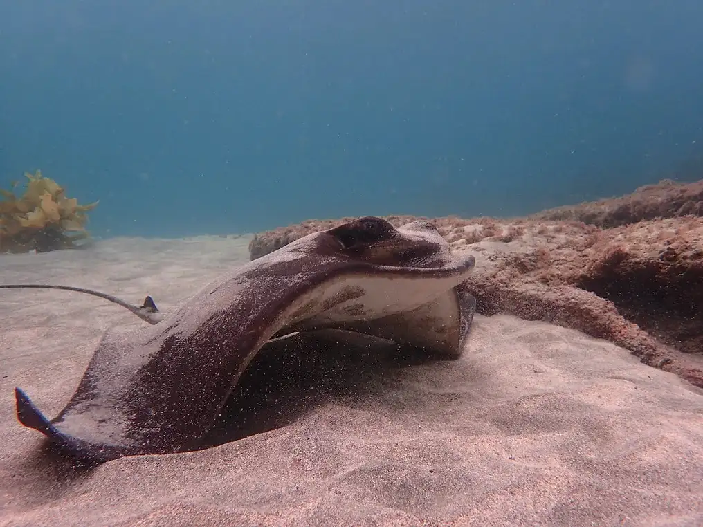 Open Water Course (Learn to Dive) | Goat Island