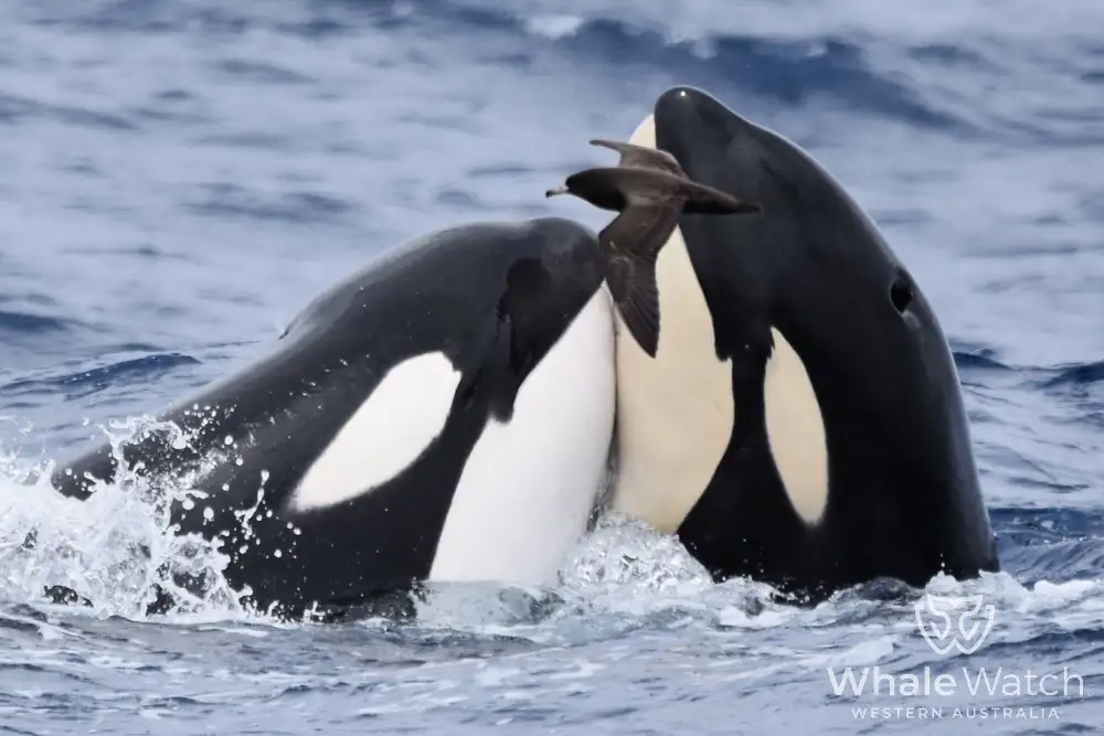 Bremer Bay Orca Experience | Bremer Bay Whale Watching