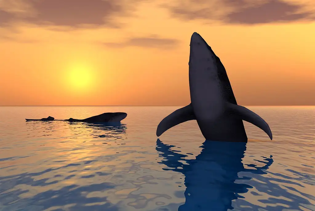 Sunset Humpback Whale Watching Cruise