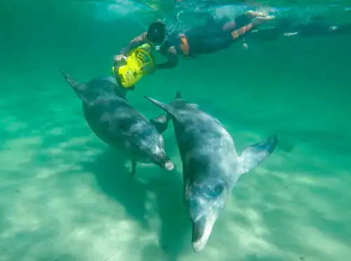 Swim with Wild Dolphins - Departing Perth