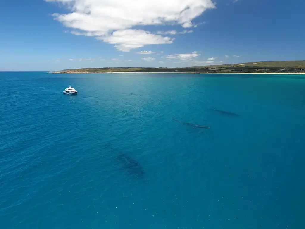 Dunsborough Whale Watching Eco Tour