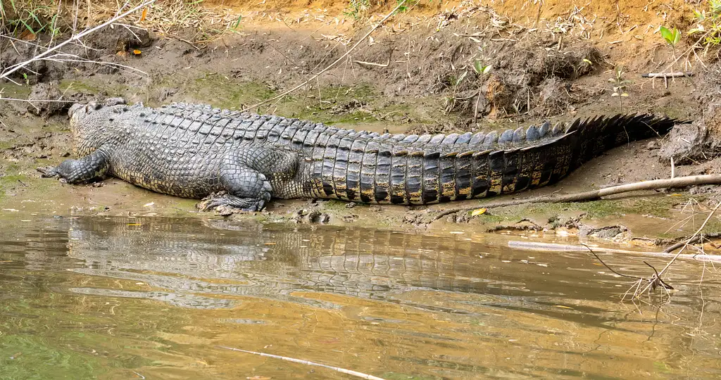 Cooper Creek Crocodile Cruise