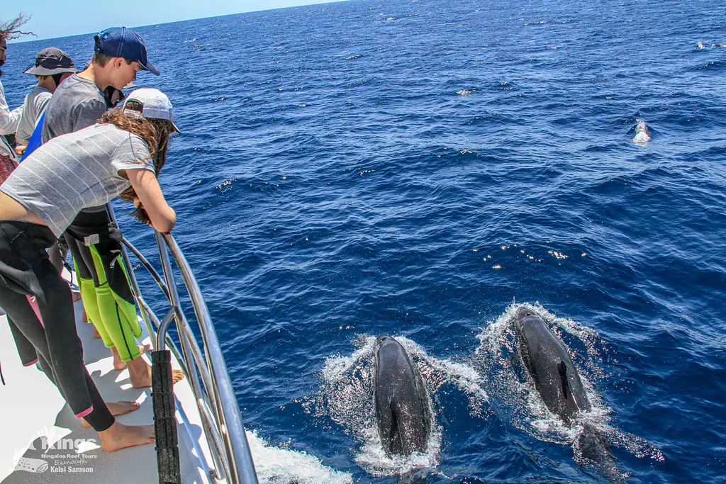 Whale Shark Snorkelling Adventure Tour (Apr-July) | Departing Exmouth