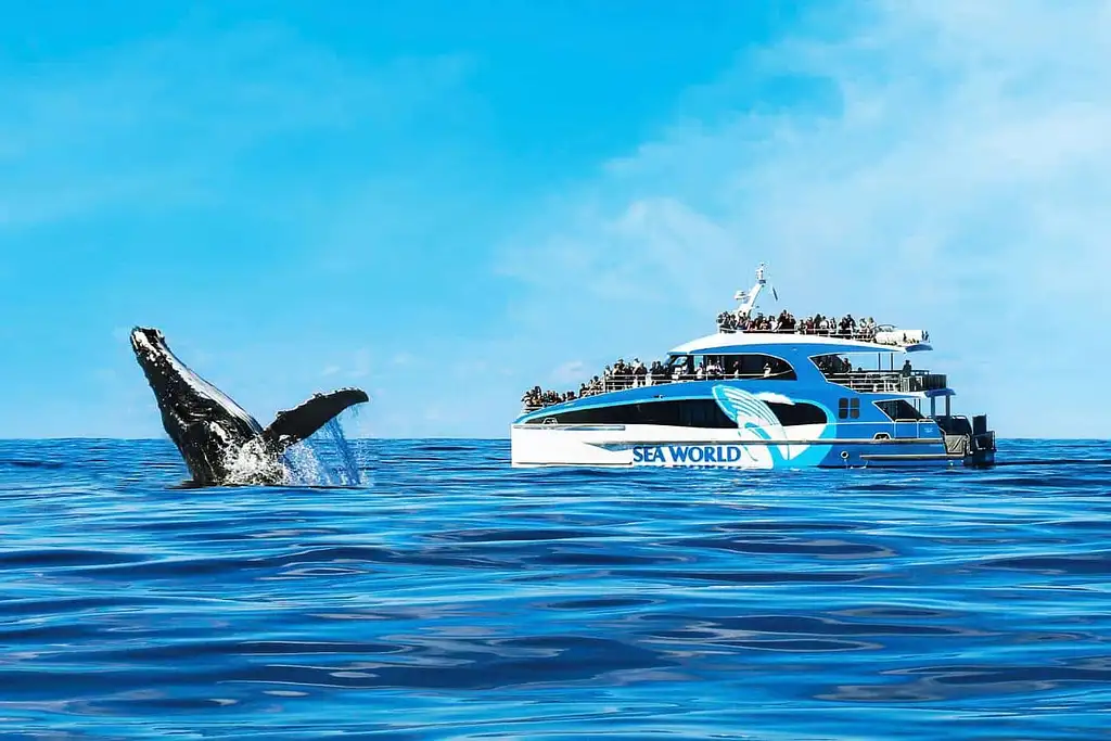 Whale Watching - Sea World Cruises | Gold Coast