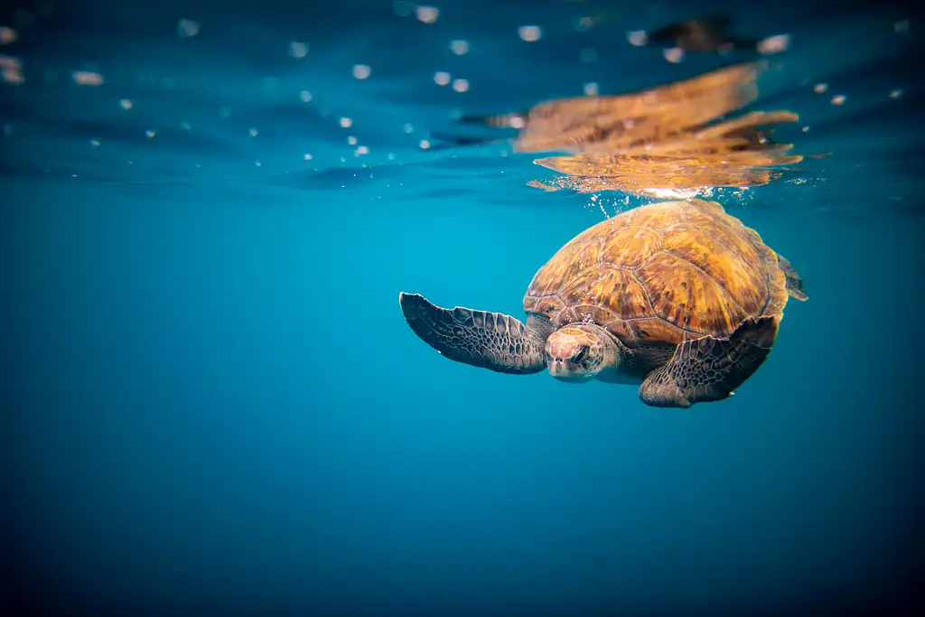 North Shore Marine Life Tour