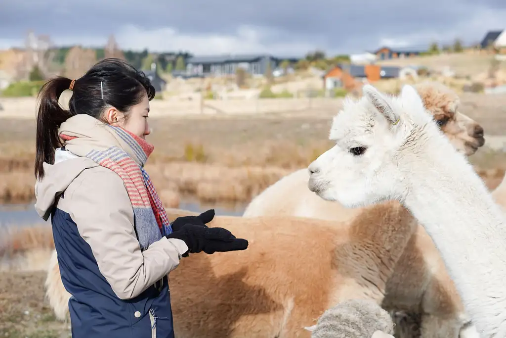 Lake Tekapo Petting Zoo