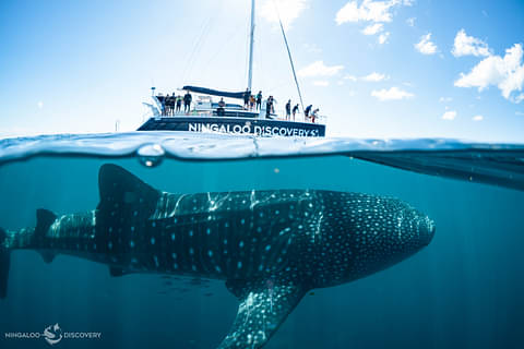 Ningaloo Reef Whale Shark Swim And Snorkel Discount