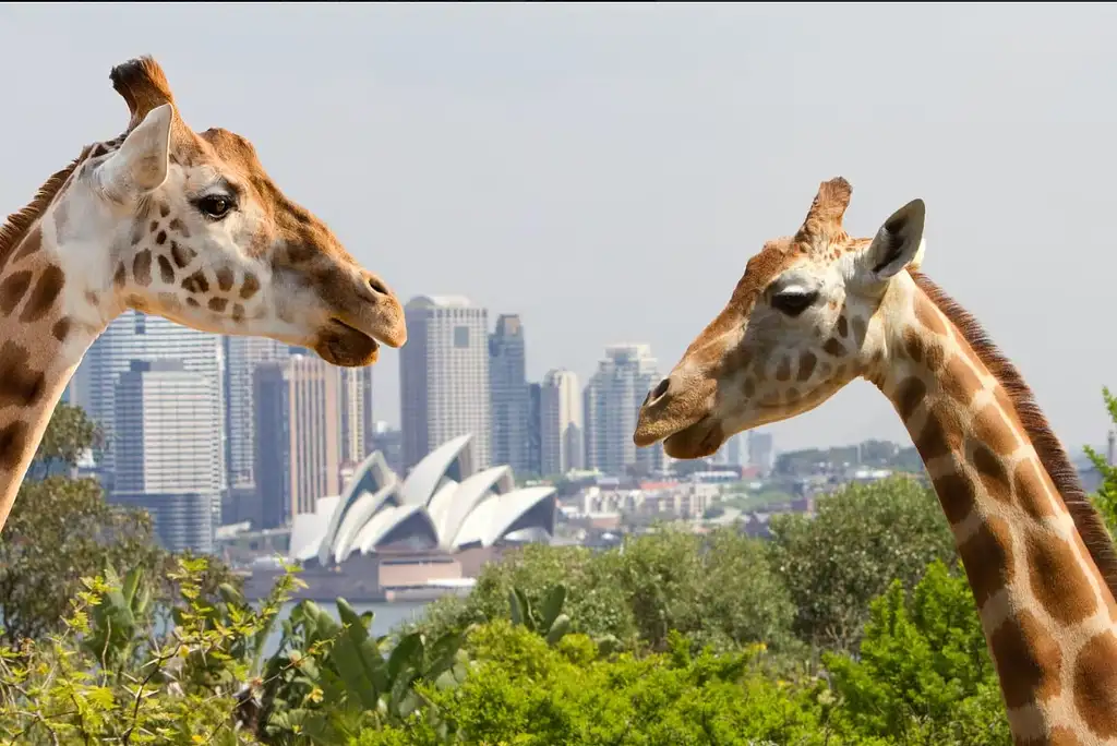 Taronga Zoo Direct Ferry Ticket + Zoo Entry
