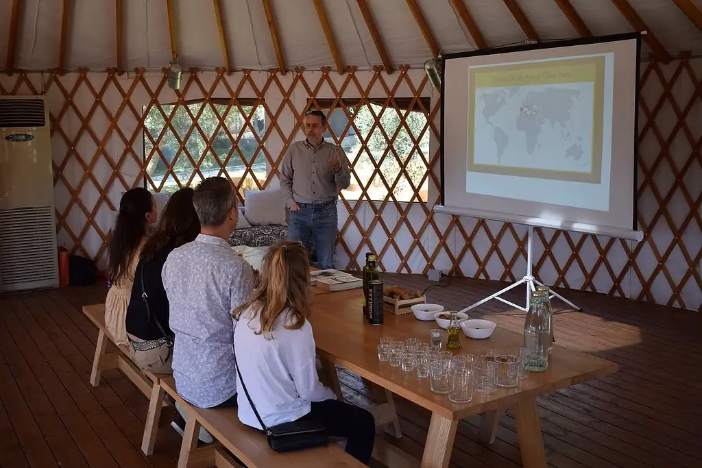Olive Grove And Olive Oil Tasting Full Day Tour From Athens | Private Tour