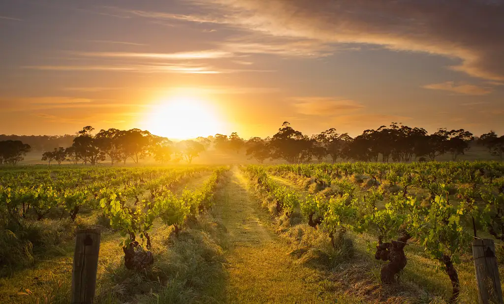 Uncork Barossa Small Group Wine Tour