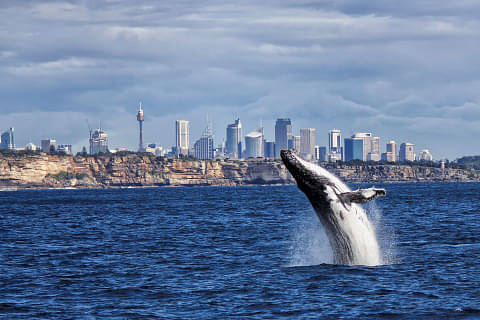 Whale Watching Breaky or BBQ Lunch Cruise from Sydney Harbour