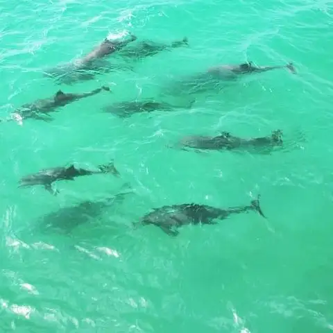 Dolphin watching tours in New South Wales