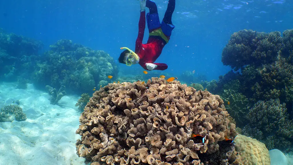 Ocean Spirit Great Barrier Reef Cruise | Snorkel & Dive