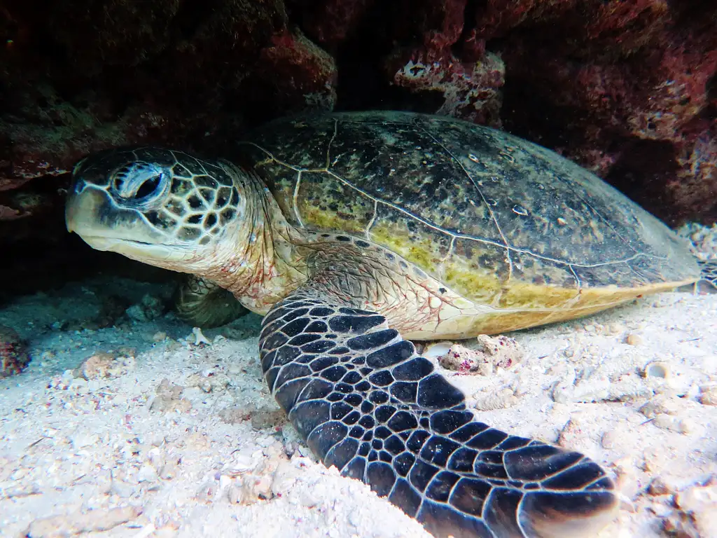 Ningaloo Reef Turtle Encounter With Glass Bottom Boat Cruise | Departing Coral Bay