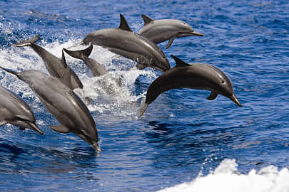 West Oahu Snorkel And Dolphin-spotting Tour