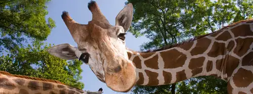 Zoos & Wildlife Sanctuaries