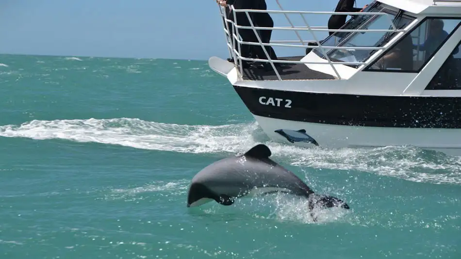 Akaroa Day Tour & Nature Cruise