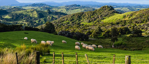Auckland
