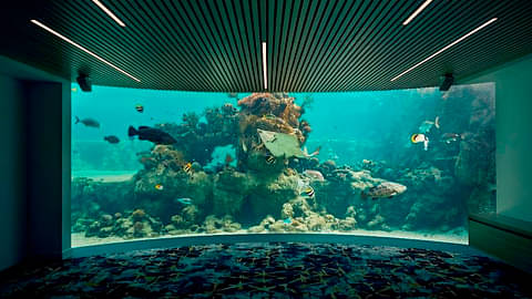 Daydream Island underwater Observatory