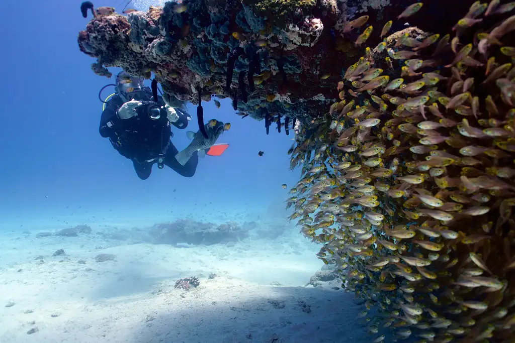 Ningaloo Reef Double Dive Tour | Departing Exmouth