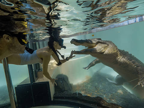 WILDLIFE HABITAT SWIM WITH SALTIES PORT DOUGLAS