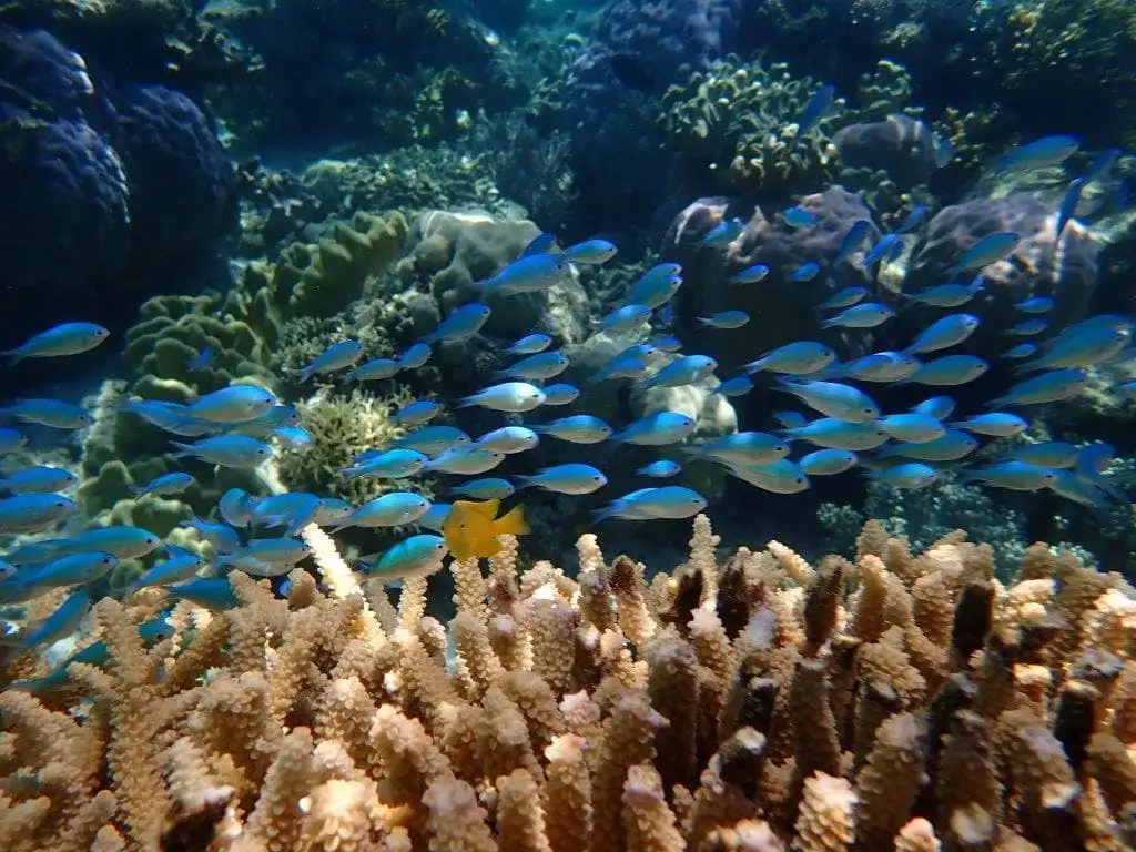 Outer Reef Mackay Cay Cruise