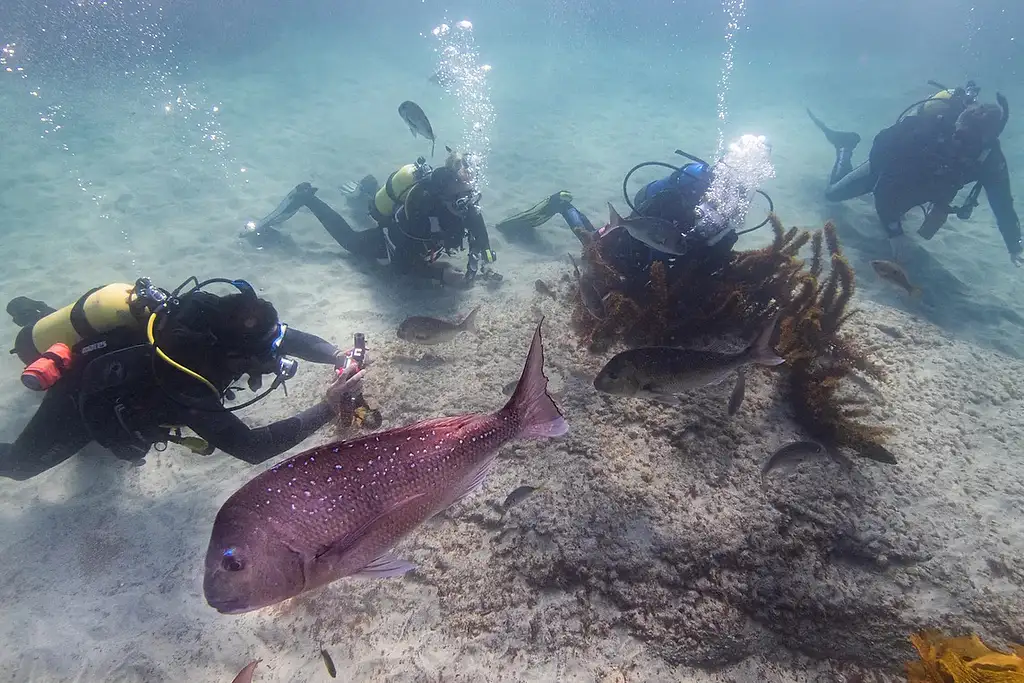 Open Water Course (Learn to Dive) | Goat Island